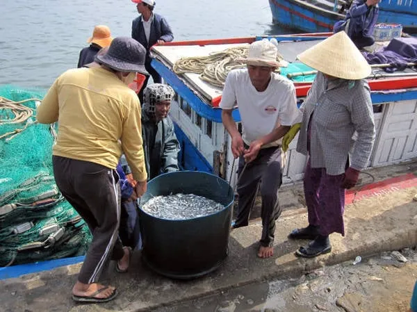 alt: Cảnh nhộn nhịp vận chuyển cá cơm tươi rói vào bờ tại làng chài Mỹ Á, Quảng Ngãi.