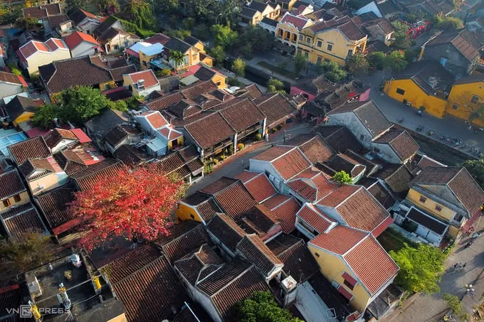 alt Cây bàng lá đỏ trên đường Nguyễn Thị Minh Khai, Hội An, nổi bật trên nền mái ngói cổ kính.