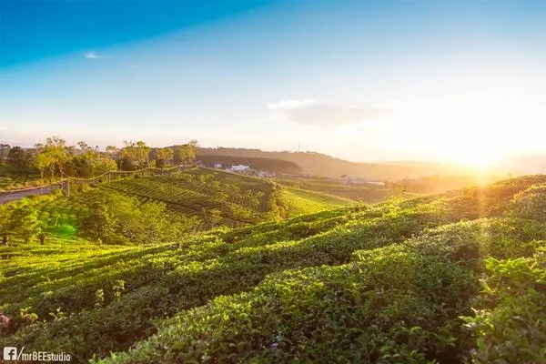 Alt: Đồi chè Cầu Đất xanh mướt