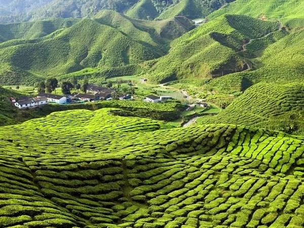 Alt: Đồi chè xanh mướt trải dài trên Cao nguyên Cameron, Malaysia