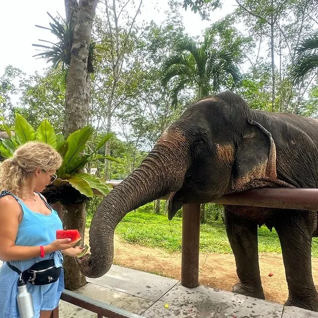 alt: Du khách cho voi ăn ở khu bảo tồn voi Phuket