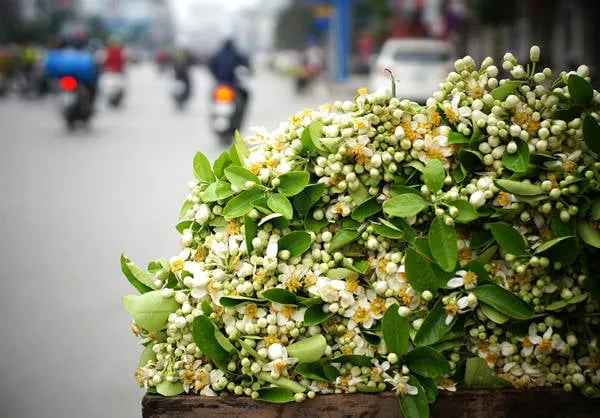 alt: Gánh hàng rong bán hoa bưởi trên phố Hà Nội