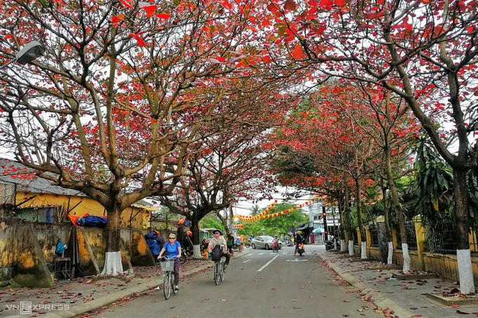 alt Hai du khách nước ngoài đạp xe trên đường Phạm Hồng Thái, Hội An, dưới những tán cây bàng lá đỏ.