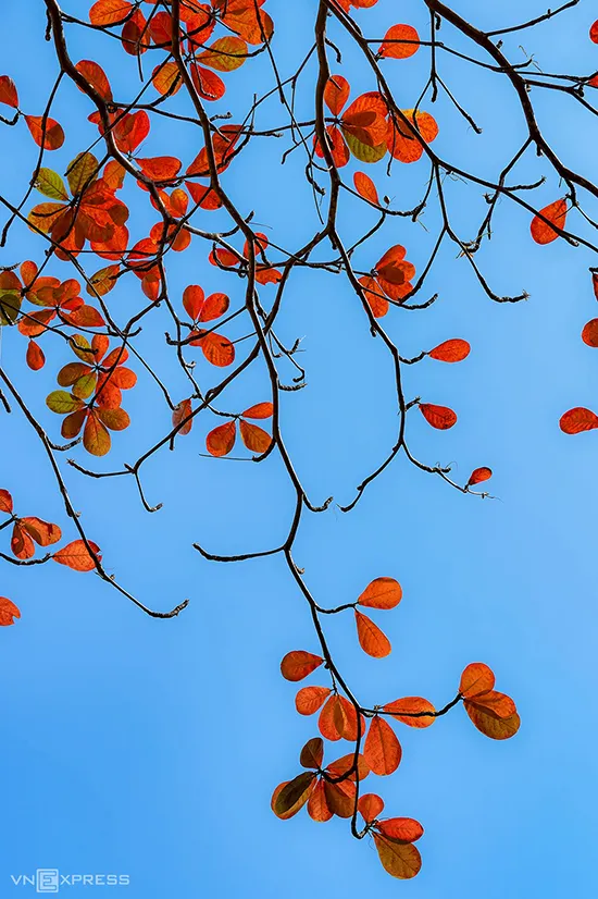 alt Hội An mùa lá đỏ với những tán bàng đỏ rực trên nền trời xanh.