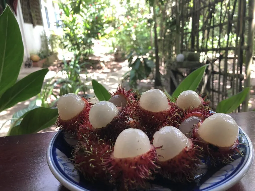Alt: Jardin Du Mekong Homestay - view hướng vườn