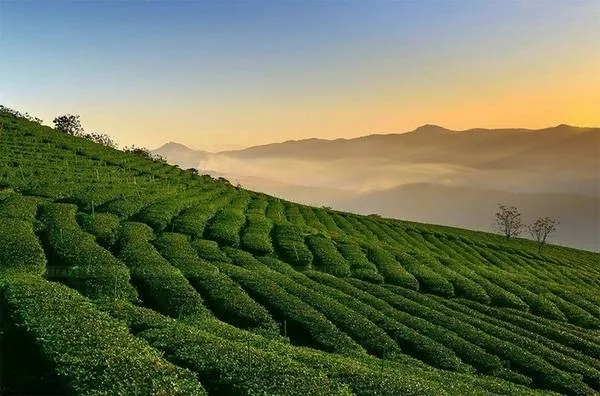 Alt: Nắng sớm trên đồi chè Cầu Đất