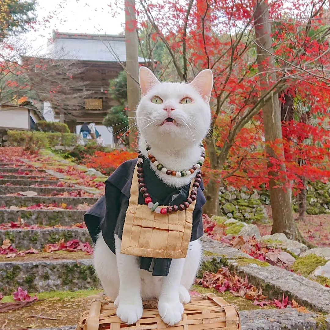alt text: Bên trong chùa Nyan Nyan Ji