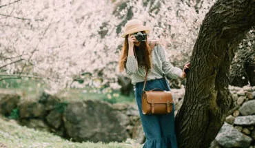 alt text: Cánh đồng hoa anh đào nở rộ