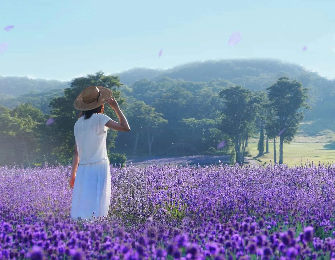 Alt text: Cánh đồng hoa oải hương Tambara rộng lớn với màu tím đặc trưng. Du khách đang tản bộ thưởng ngoạn vẻ đẹp của hoa Lavender.