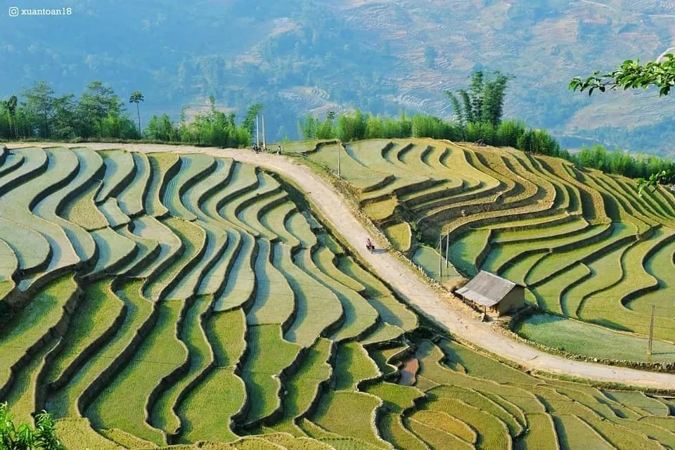 alt text: Cánh đồng lúa xanh mướt trải dài dưới chân núi tạo nên bức tranh thiên nhiên thơ mộng