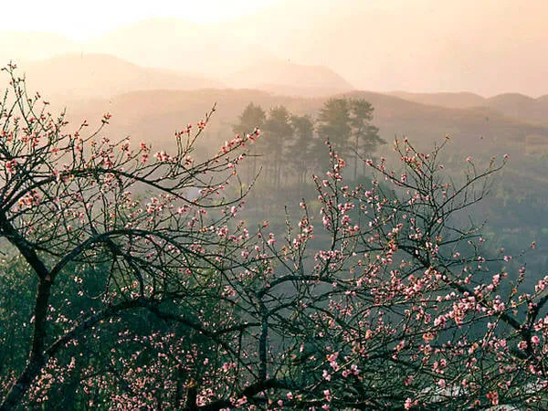 alt text: Cành hoa đào Sapa