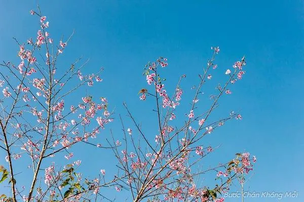 alt text: Cảnh hoa Mai Anh Đào nở rộ trên một con đường ở Đà Lạt