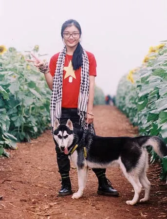 alt text: Chú chó Husky chơi đùa trên bãi biển