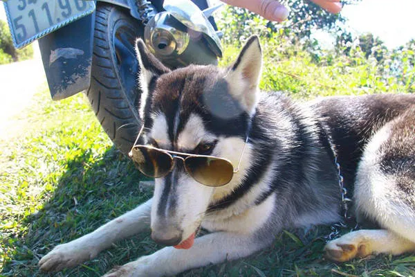 alt text: Chú chó Husky đeo kính