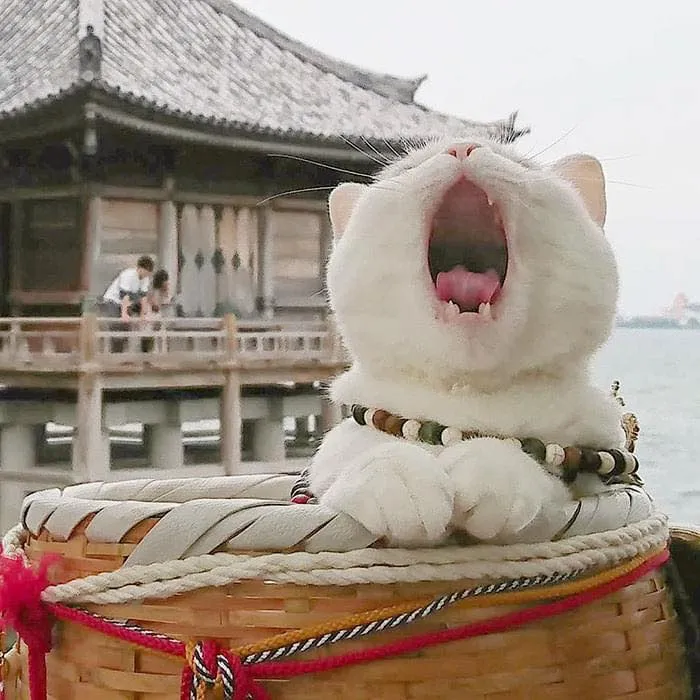 alt text: Chú mèo Koyuki đang ngủ tại chùa Nyan Nyan Ji