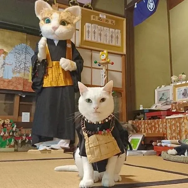 alt text: Chú mèo Koyuki trụ trì chùa Nyan Nyan Ji