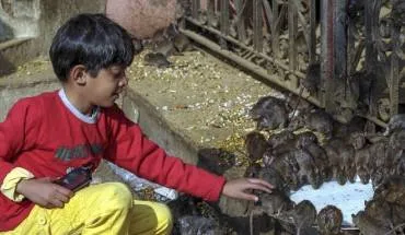 alt text: Chuột trong đền Karni Mata ở Ấn Độ