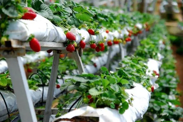 alt text: Chụp ảnh kỷ niệm tại vườn dâu tây Đà Lạt