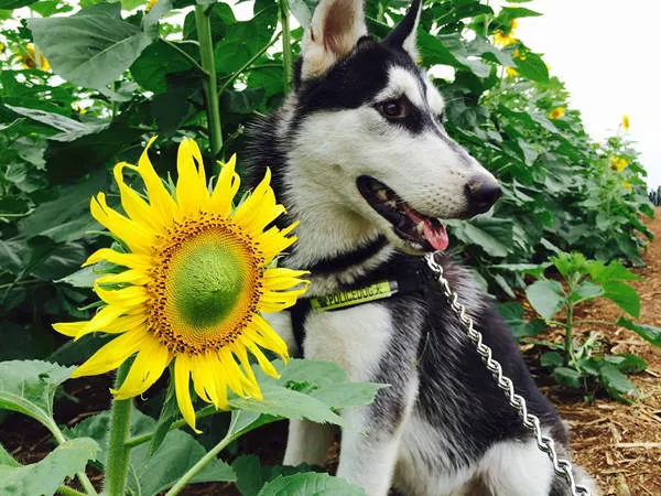 alt text: Cô gái và chú chó Husky tại cánh đồng hoa hướng dương