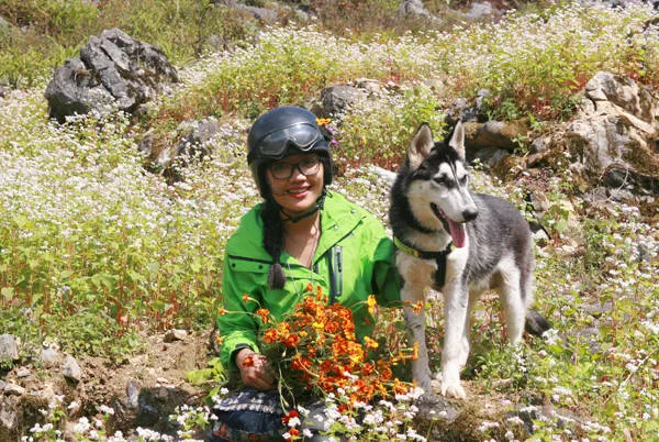 alt text: Cô gái và chú chó Husky tại cánh đồng hoa tam giác mạch