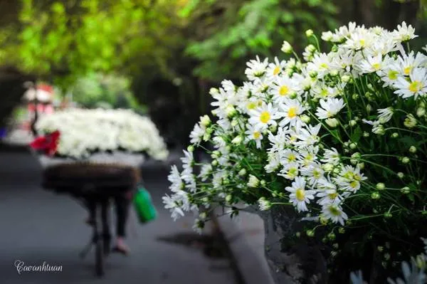 alt text: Cúc họa mi Hà Nội