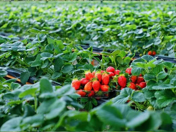 alt text: Dâu tây Đà Lạt chín mọng trên cây