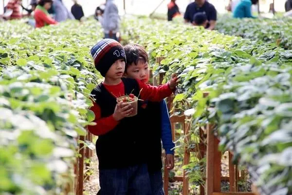 alt text: Dâu tây Đà Lạt tươi ngon