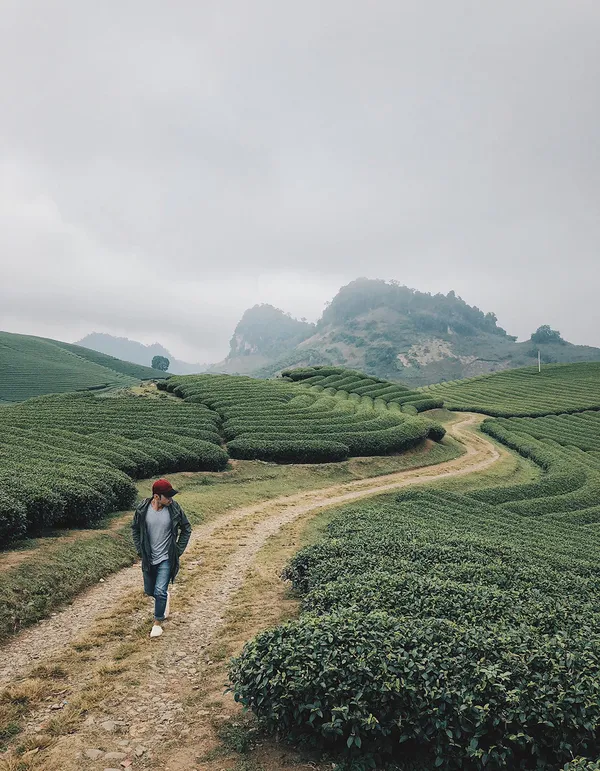 alt text: Đồi chè hình trái tim ở Mộc Châu