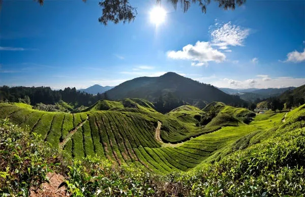 alt text: Đồi chè xanh mướt trải dài trên cao nguyên Cameron, Malaysia