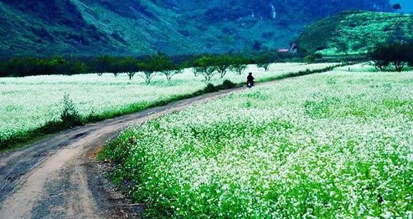 alt text: Đồi hoa cải trắng Mộc Châu