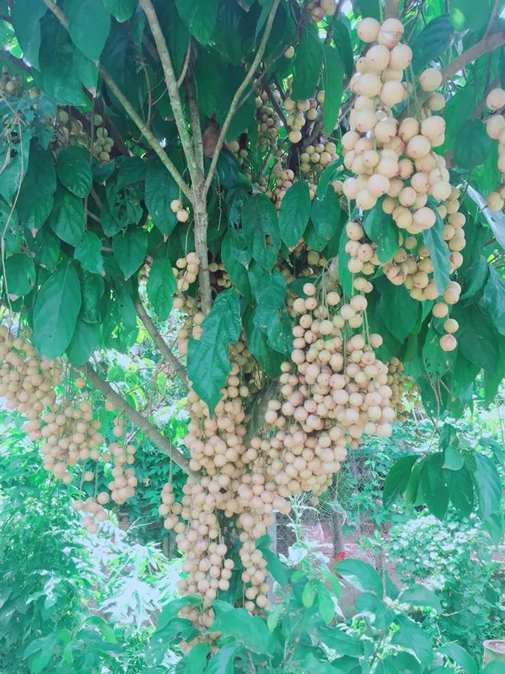 alt text: Du khách trải nghiệm hái dâu tại vườn dâu Bác 5 Cảnh