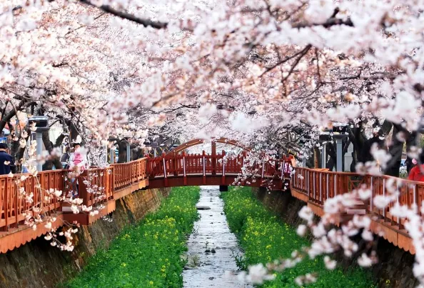 alt text: Đường hầm hoa anh đào tại Jinhae