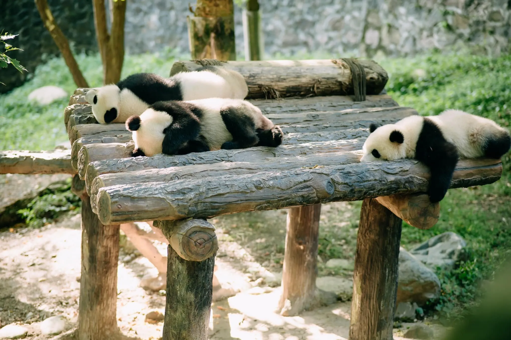 alt text: Gấu trúc tại Công viên Gấu Trúc Thành Đô