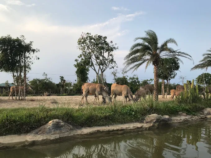 alt text: Hình ảnh các loài động vật tại River Safari