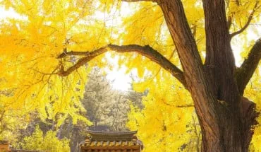 alt text: Hình ảnh cây Ngân Hạnh Hàn Quốc