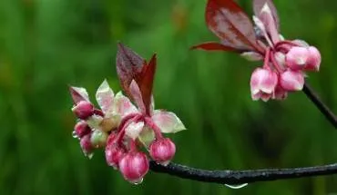 alt text: Hình ảnh hoa đào chuông nở rộ trên Bà Nà Hills