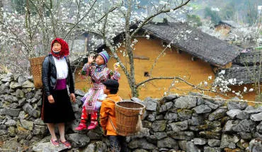 alt text: Hình ảnh hoa đào nở rộ trên cao nguyên đá