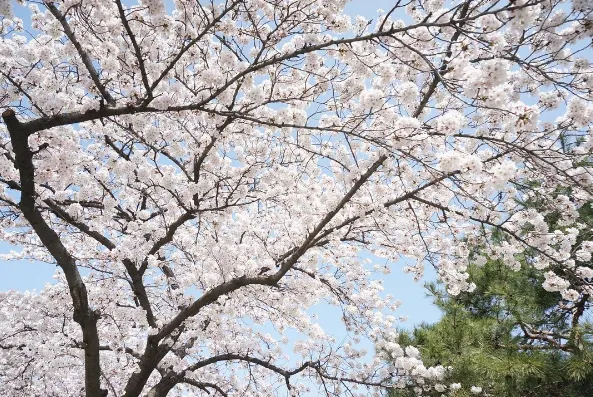 alt text: Hoa anh đào nở rộ tại Gyeongju
