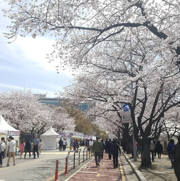 alt text: Hoa anh đào nở rộ trên đảo Yeouido