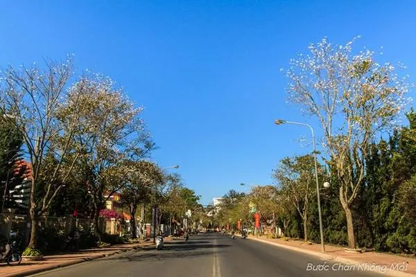 alt text: Hoa Ban trắng nở rộ trên đường phố Đà Lạt