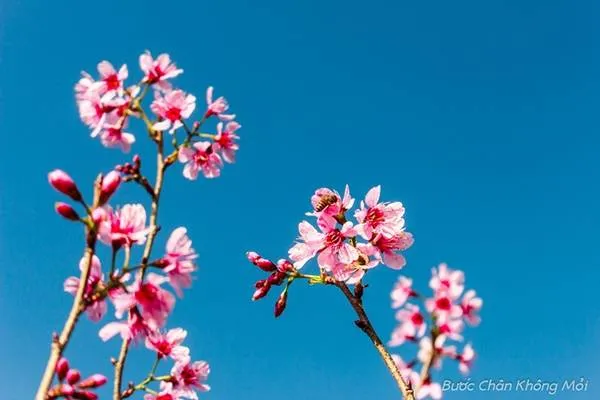 alt text: Hoa Mai Anh Đào nở rộ bên hồ Xuân Hương, Đà Lạt