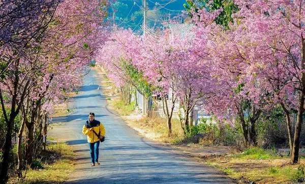 alt text: Hoa mai anh đào nở rộ trên cành