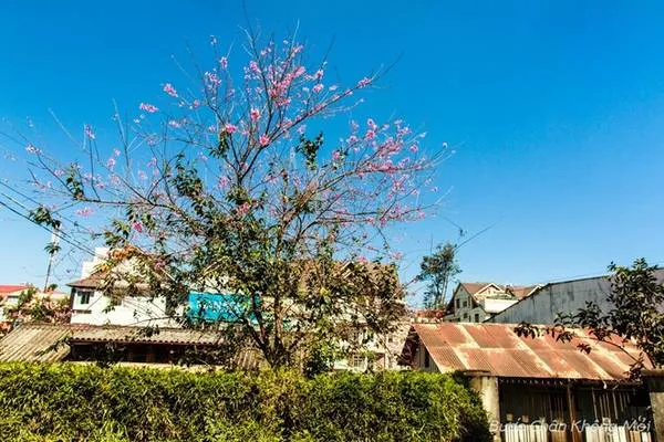 alt text: Hoa Mai Anh Đào nở rộ trên khắp các con đường, ngõ hẻm ở Đà Lạt