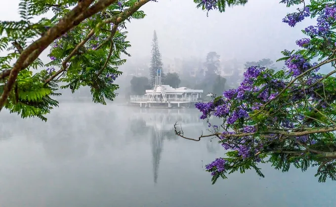 alt text: Hoa Phượng tím nở rộ bên bờ Hồ Xuân Hương