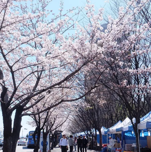 alt text: Lễ hội hoa anh đào Yeouido Hàn Quốc
