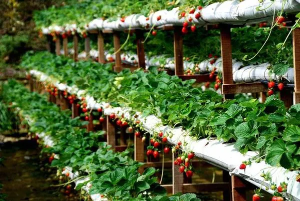 alt text: Mô hình trồng dâu tây thủy canh trên giàn tại Đà Lạt