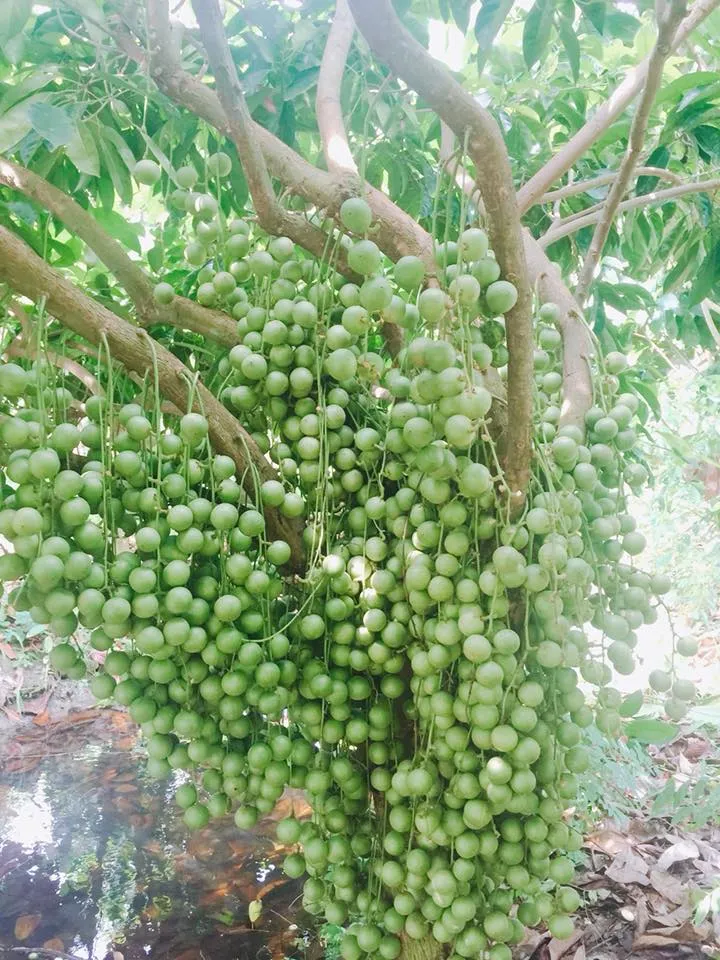 alt text: Một góc vườn dâu Bác 5 Cảnh với những chùm dâu sai trĩu