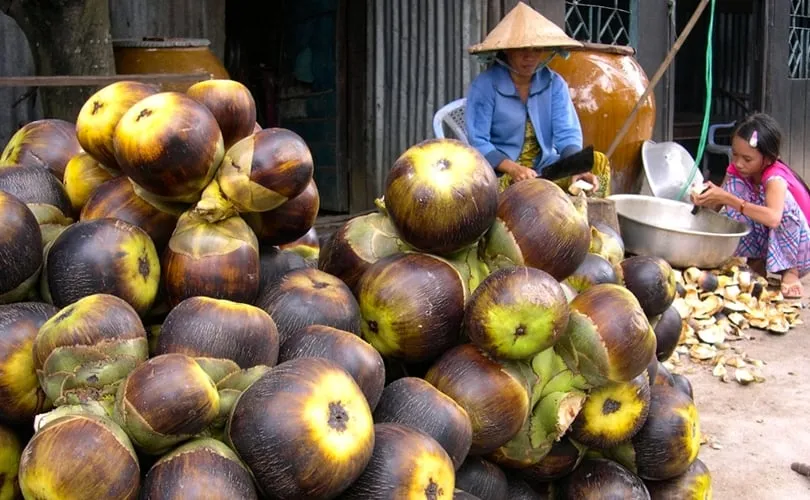 alt text: Người dân đang thu hoạch nước thốt nốt bằng cách buộc ống vào vòi hoa trên cây.