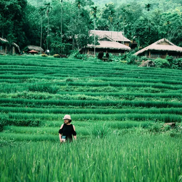 alt text: Ruộng bậc thang Pù Luông mùa lúa chín