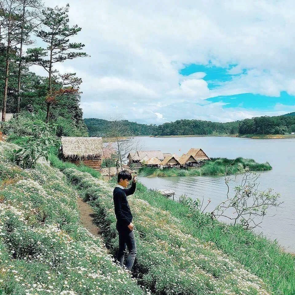 alt: Vườn cúc họa mi trắng muốt tại phim trường Happy Hill Đà Lạt
